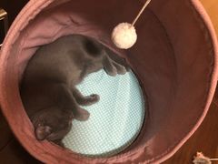 -东方名猫馆·英短金渐层布偶猫舍(环线广场1号楼店)