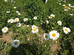 -济南国际园博园