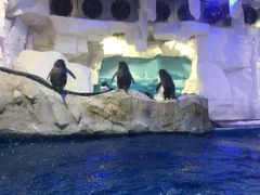 -华夏文旅海洋公园