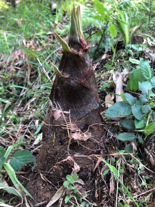 莫干山风景区图片