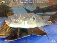 -友鹏海鲜(新宜白大道店)