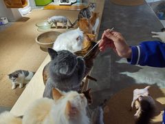 -more than meow吴止猫主题餐厅(承德 中船汇店)