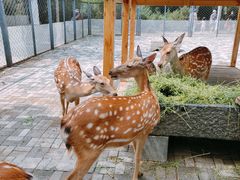 -长白岛森林公园