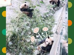 -都江堰中华大熊猫苑