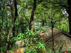 -南山植物园