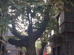 -绿地·中山里