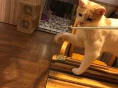 -猫色咖啡·猫咖