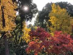 -青枫公园