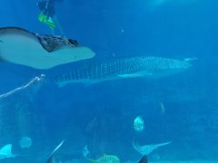 -烟台海昌鲸鲨海洋公园