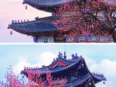 -梅花山(明孝陵内)