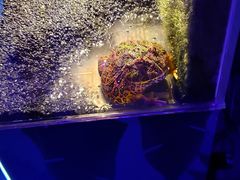 -梦幻海洋王国(吾悦广场张家港店)