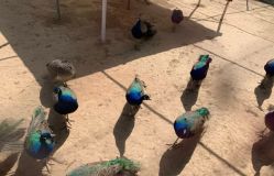 -萌宠亲子动物乐园(槐房万达店)