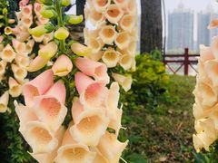 -二沙岛艺术公园