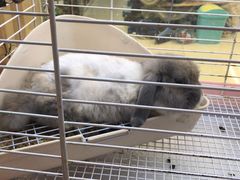 -宠物兔专门店(天丰利市场店)