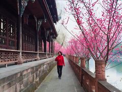 -望江楼公园