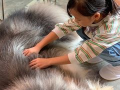 -more than meow吴止猫主题餐厅(承德 中船汇店)