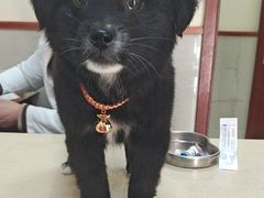 -艾贝尔宠物医院 ·内科全科(梁溪路店)