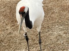 -盐城丹顶鹤湿地生态旅游区