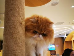 -CAT’S MEWSTAR CAFE·喵星球猫屋(晴湾咖啡店)