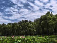 -东郊湿地公园
