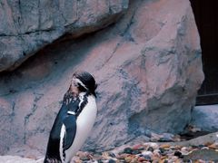-上海野生动物园