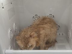 -爱洗澡的猫(天河路店)