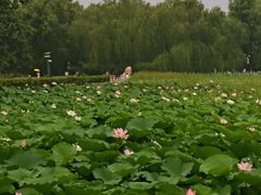 -莲花池公园