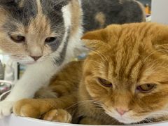 -喵的天空名猫咖啡馆·撸猫·猫舍·用品