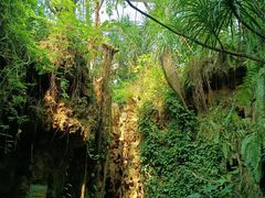 -中国科学院华南植物园