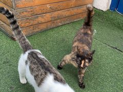 -Sirena海妖日咖夜酒