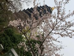 -红梅公园