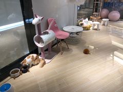 -momokira米努特·德文卷毛猫·棉花面纱犬