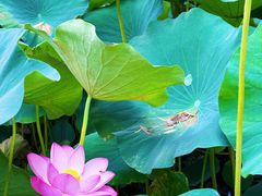 -莲池书院博物馆