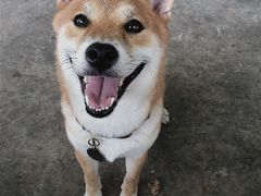 -柴犬高等学院·狗咖·柴犬售卖·宠物训练