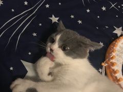 -东方名猫馆·英短金渐层布偶猫舍(环线广场1号楼店)