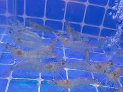 -厦门宝龙铂尔曼大酒店·海鲜自助餐厅
