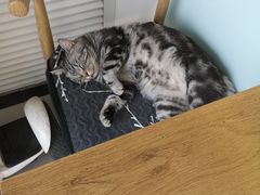 -平行世界·猫咖(首经贸店)