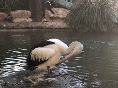 -费瑟代尔野生动物园