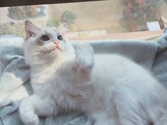 -Bastet sally猫舍购宠(静安店)