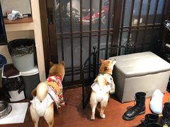 -逗柴咖啡屋·狗咖猫咖宠物桌游