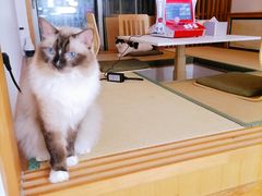 -猫在这儿猫咪咖啡馆·撸猫馆