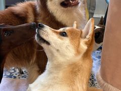 -Let's go狗咖·猫咖·奶狗·桌游(春熙路IFS店)
