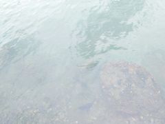 -台场海滨公园船码头