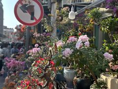 -溪岸路花鸟市场