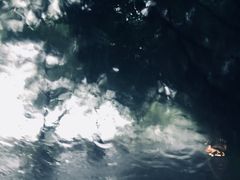 -大屏嶂森林公园