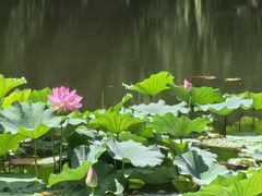-香山公园