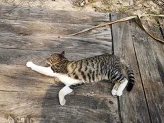 -贝壳沙滩