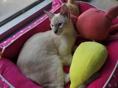 -Cappucimeow猫咪咖啡馆(韦伯时代店)