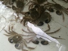 -喜洋洋蟹庄(阳澄湖店)