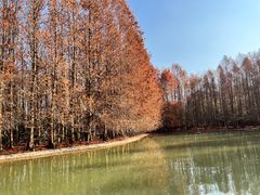 -上海海湾国家森林公园